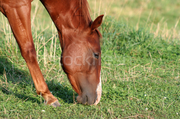 Horse Snack Stock photo © ca2hill