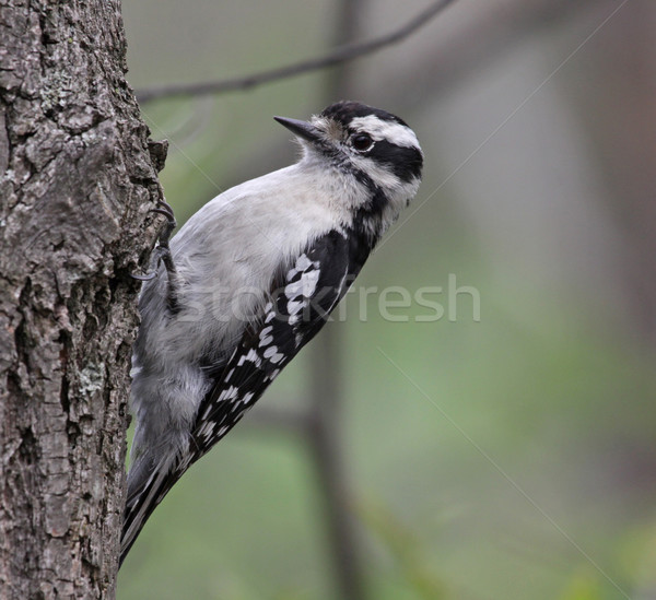 Scavenging Downy Woodpecker Stock photo © ca2hill