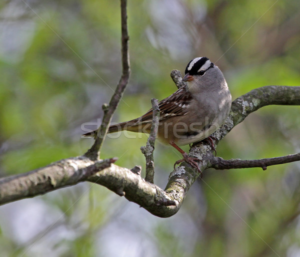 Perched White-crowned Sparrow
 Stock photo © ca2hill