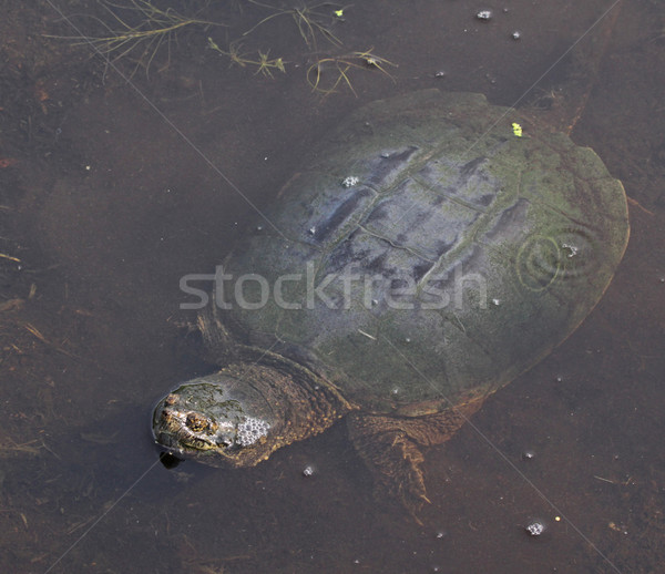 Broască ţestoasă corp lac shot cambridge ontario Imagine de stoc © ca2hill