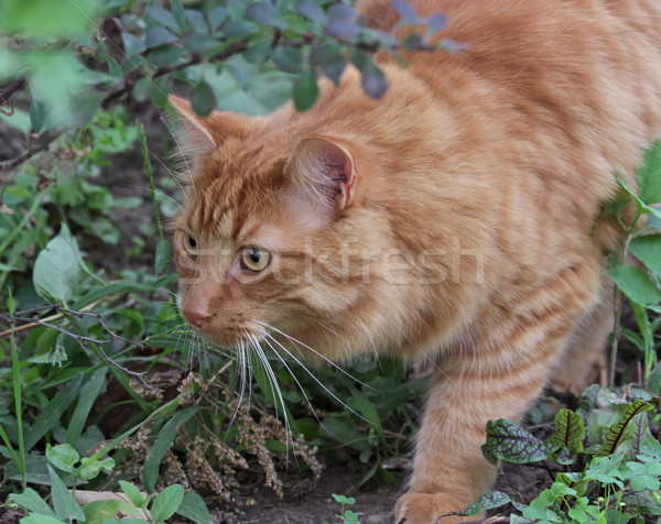 Kat jacht buit oranje katten horloge Stockfoto © ca2hill