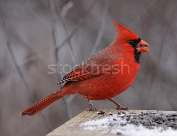 Foto stock: Norte · alimentação · sementes · pássaro · inverno