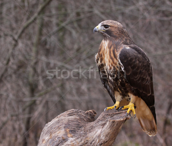 Stock photo: Waiting Red-tailed Hawk