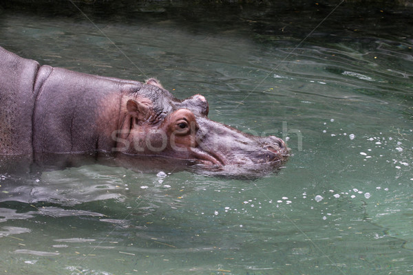 Pływanie hipopotam rzeki hipopotam zoo Zdjęcia stock © ca2hill