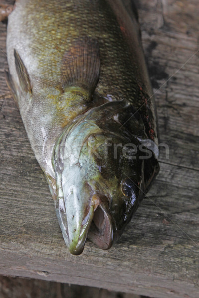 Basszus profil frissen kész halászat friss Stock fotó © ca2hill