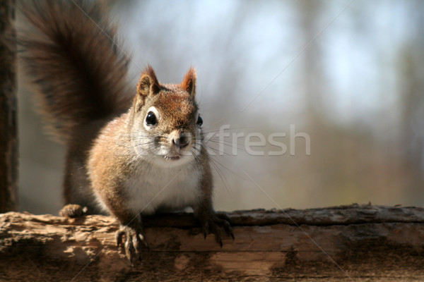Startled Red Squirrel
 Stock photo © ca2hill