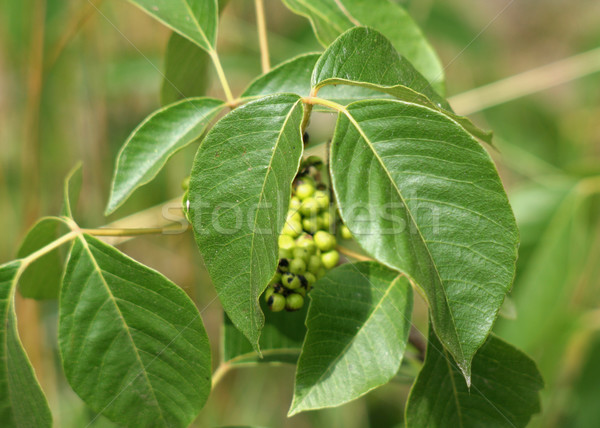 Otrava iederă frunze verde plantă Imagine de stoc © ca2hill