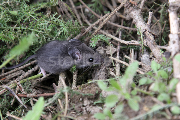 Foraging Mouse
 Stock photo © ca2hill