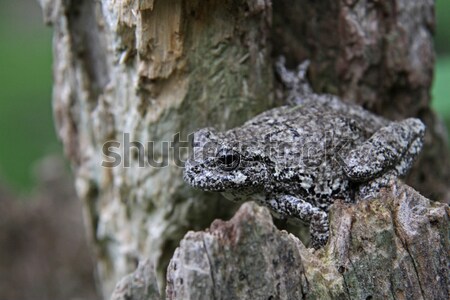 Stockfoto: Grijs · boomkikker · verbergen · stoel · shot