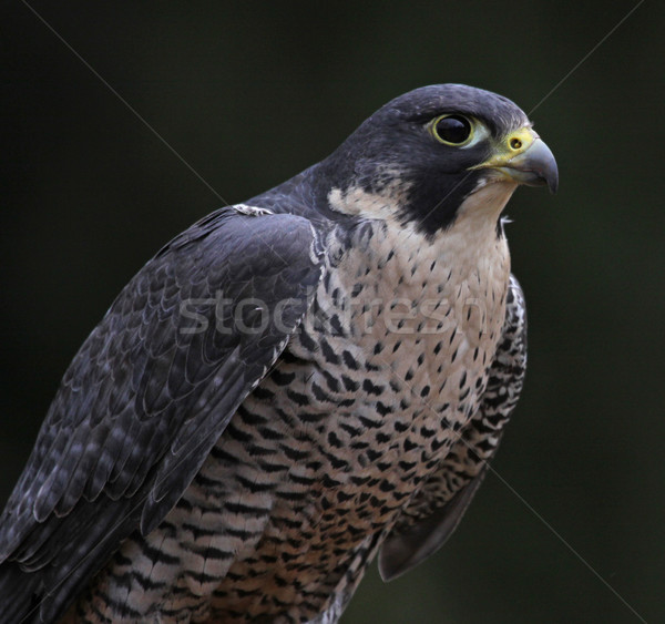 Patient falcon oiseaux animaux monde nature [[stock_photo]] © ca2hill