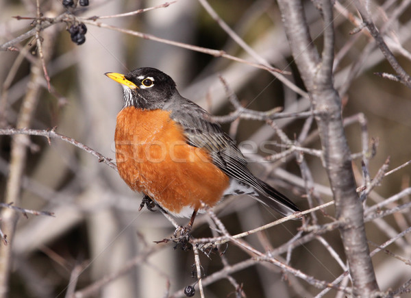 Robin Perched
 Stock photo © ca2hill