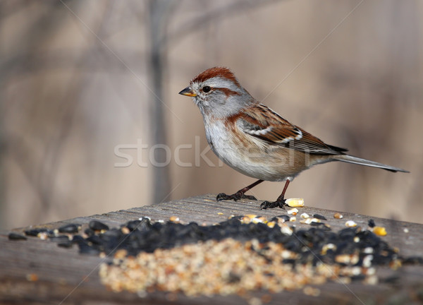 Amerikai fa veréb madár ül Stock fotó © ca2hill