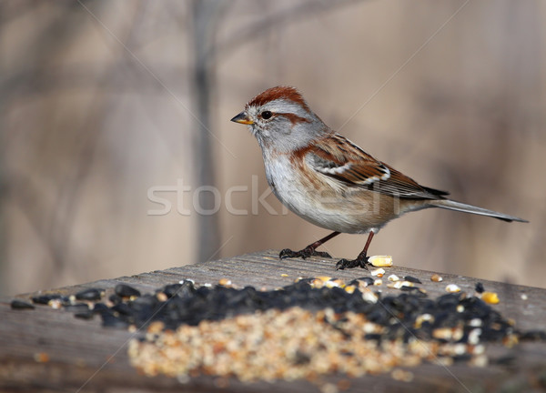 Baum Spatz Vogel Sitzung Stock foto © ca2hill