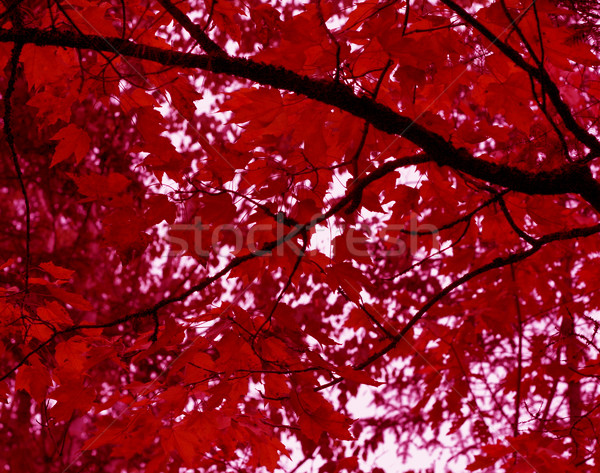 Bíbor lila ősz égbolt természet levél Stock fotó © ca2hill