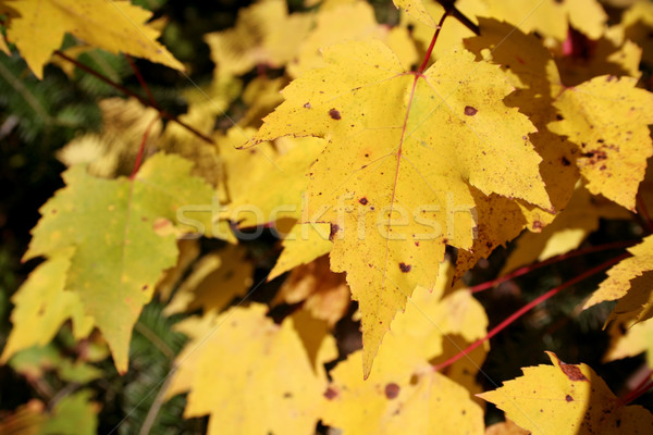 Yellow Maple Leafs Stock photo © ca2hill