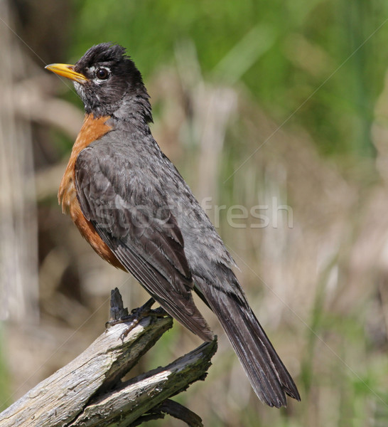 Perched American Robin Stock photo © ca2hill