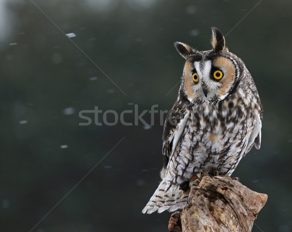 Looking Long-eared Owl Stock photo © ca2hill