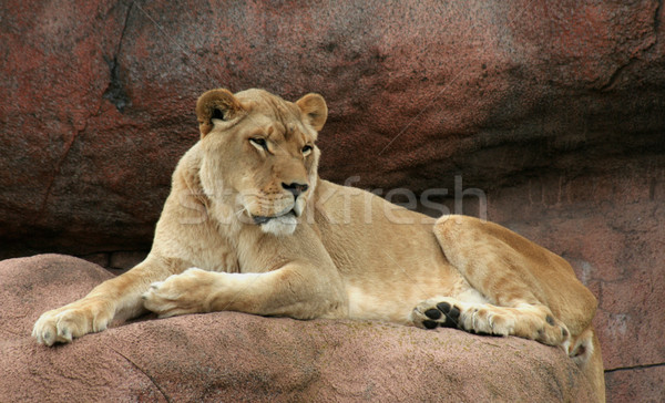 域名 坐在 岩 觀看 獅子 商業照片 © ca2hill