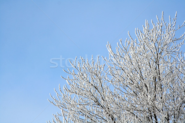 Mróz pokryty drzewo zestaw Błękitne niebo śniegu Zdjęcia stock © ca2hill