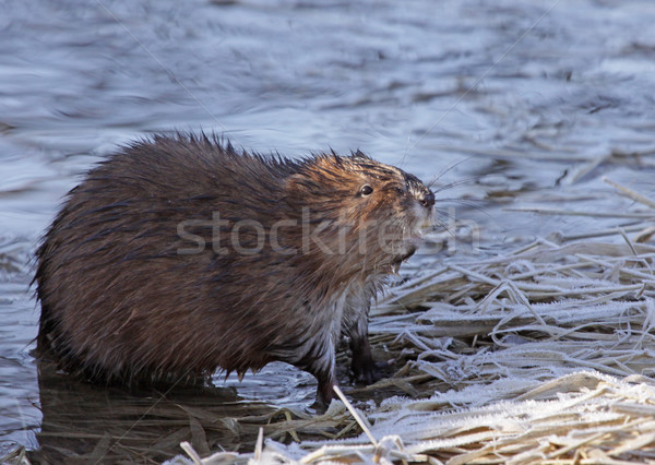 Muskrat and Reeds Stock photo © ca2hill