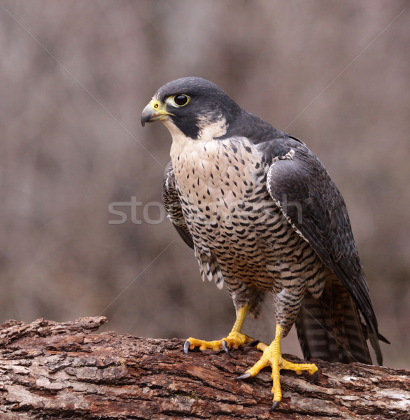 Peregrine on a Log Stock photo © ca2hill