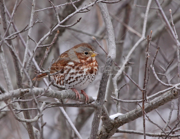Perched Fox Sparrow Stock photo © ca2hill