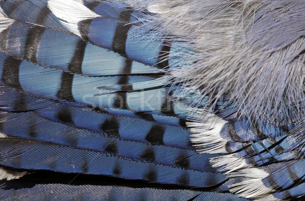 Feathers of a Blue Jay Stock photo © ca2hill