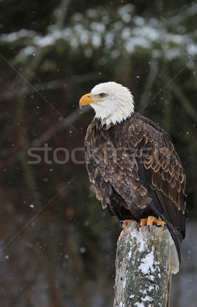 сидят лысые орел корма глядя пост Сток-фото © ca2hill