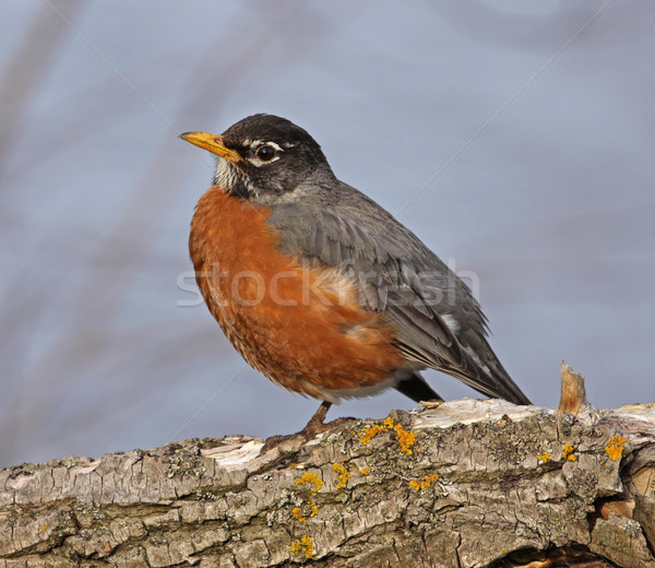 American Robin
 Stock photo © ca2hill