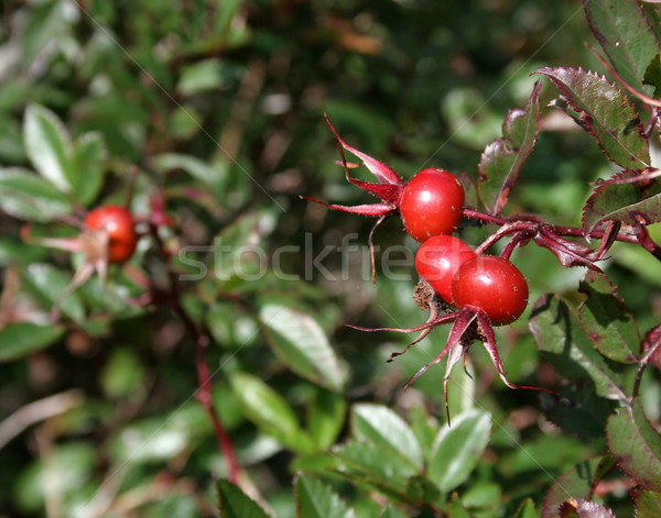 Wild Cranberries Stock photo © ca2hill