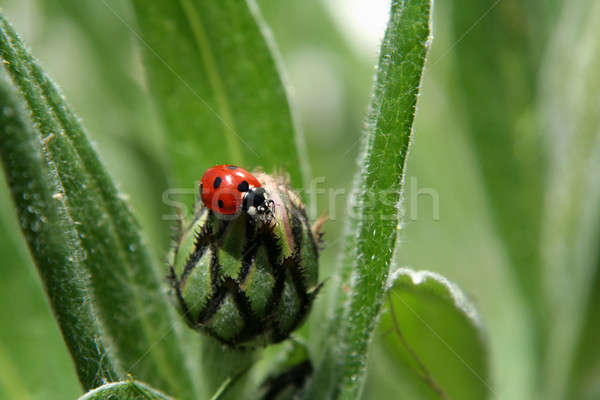 Red Lady bug on a Bulb Stock photo © ca2hill
