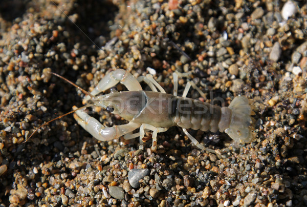 Scurrying Crayfish Stock photo © ca2hill