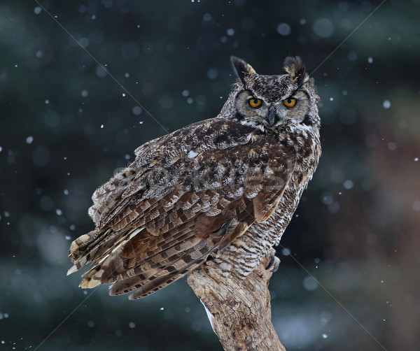 Great Horned Owl Portrait Stock photo © ca2hill