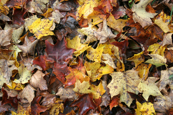 Fall Maple Forest Floor Stock photo © ca2hill