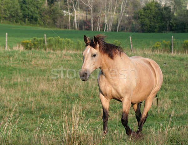 Buckskin Stroll
 Stock photo © ca2hill