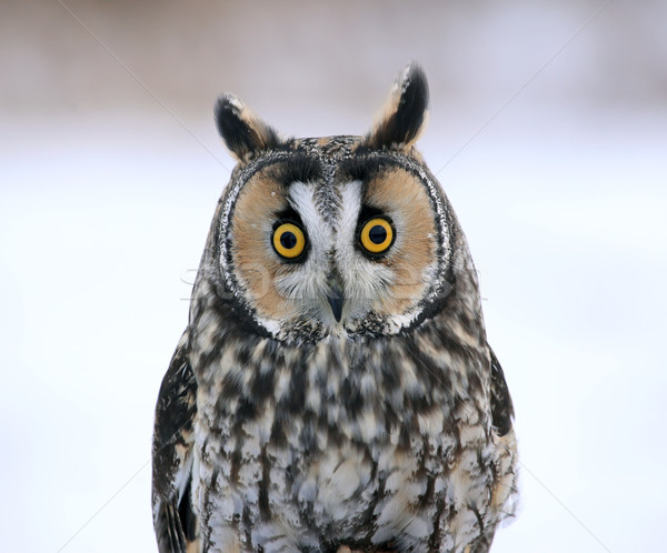 Baykuş oturma yüz gözler kar tüy Stok fotoğraf © ca2hill