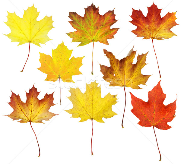 ősz juharlevél kollázs juhar levelek szín Stock fotó © ca2hill