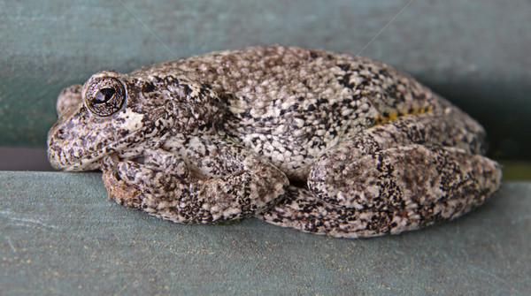 Relaxing Gray Tree Frog Stock photo © ca2hill