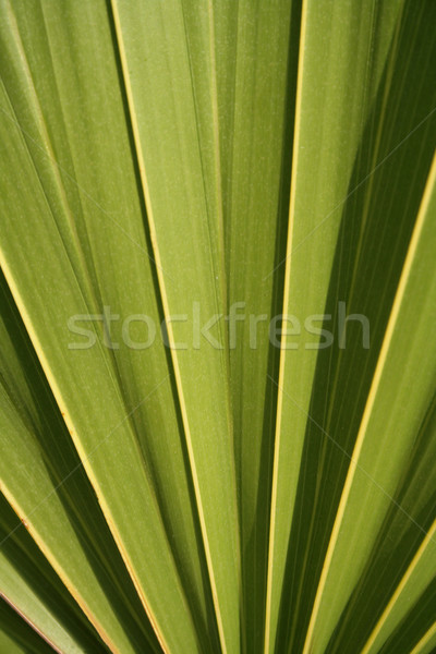 Palm Fan Closeup
 Stock photo © ca2hill