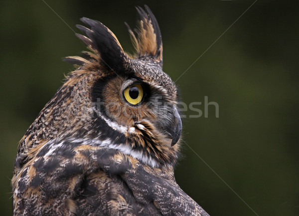 Great Horned Owl Close-Up Stock photo © ca2hill