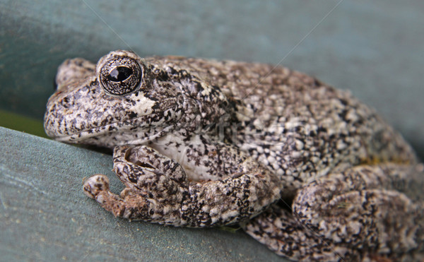 Grey Tree Frog Close-Up Stock photo © ca2hill
