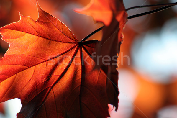 Brąz liścia czerwony shot drzewo lasu Zdjęcia stock © ca2hill