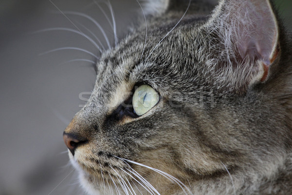 Pisică atentie faţă drăguţ pisica domestica Imagine de stoc © ca2hill