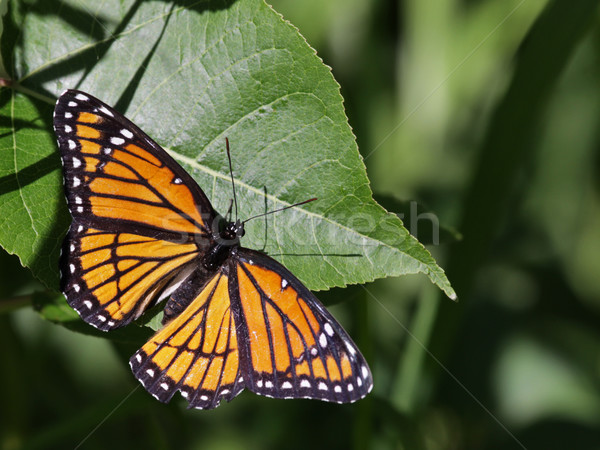 Viceroy Butterfly Stock photo © ca2hill