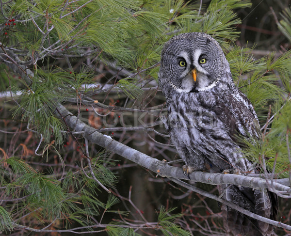 Great Grey Owl in Pine Tree Stock photo © ca2hill