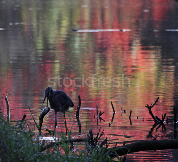 Heron Eating on Red Stock photo © ca2hill