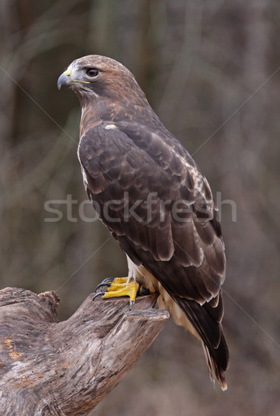 Sitting Red-tailed Hawk Stock photo © ca2hill