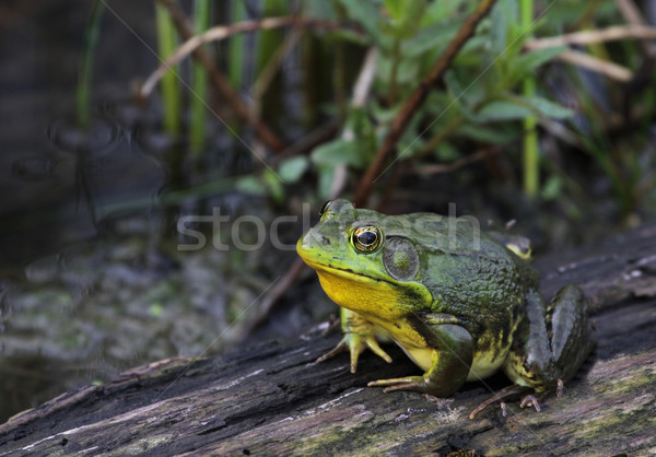Patient American Bullfrog Stock photo © ca2hill