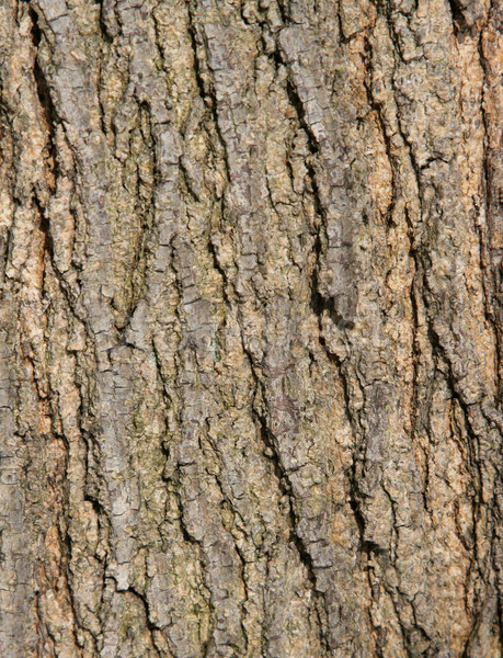 Ruw boom schors textuur hout Stockfoto © ca2hill
