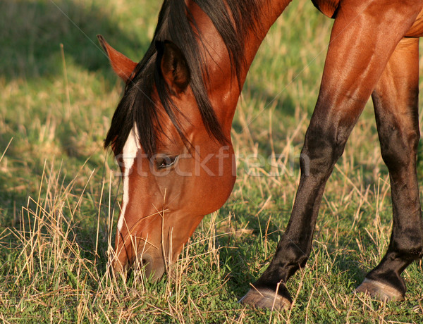 Feeding Horse Stock photo © ca2hill
